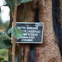 Artocarpus integer var. integer